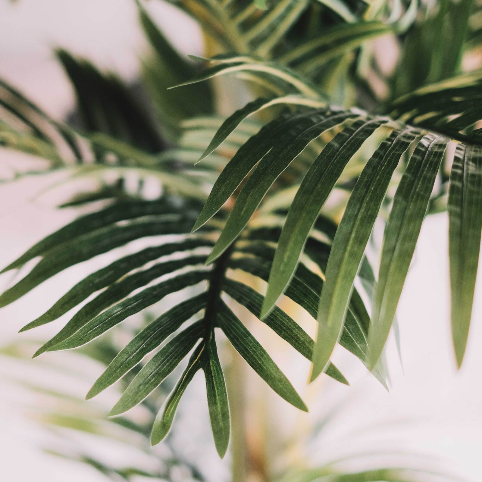 Palma artificiale in vaso altezza 210 cm