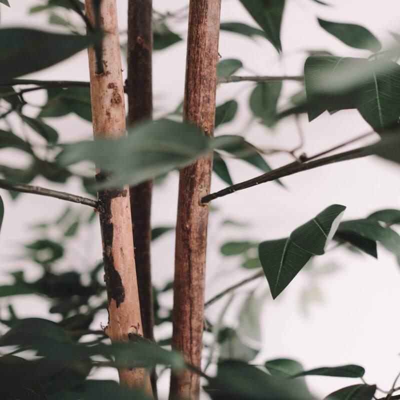 Ficus artificiale in vaso altezza 180 cm