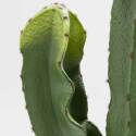 Cactus artificiale in vaso altezza 113 cm