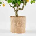 Albero di limone artificiale in vaso, altezza 115 cm