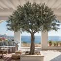 Ulivo artificiale altezza 360 cm - Lifestyle